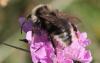 Bombus sp.